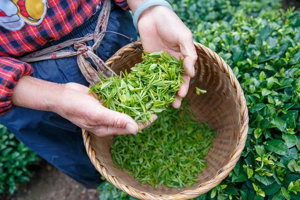 Cultivars make single origin teas unique