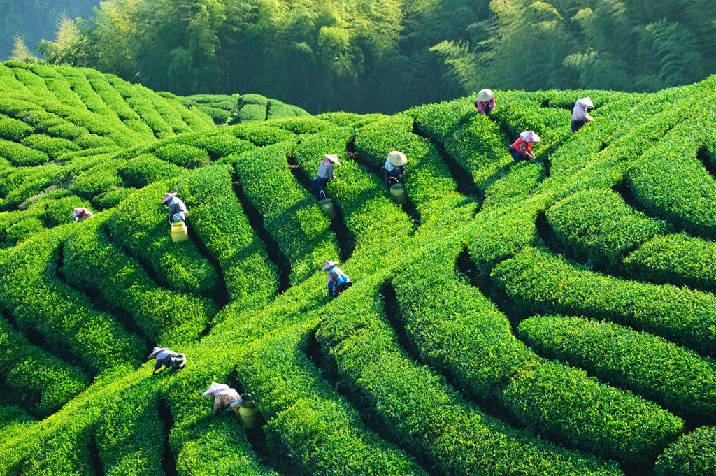 Teas absorb the environment they are grown