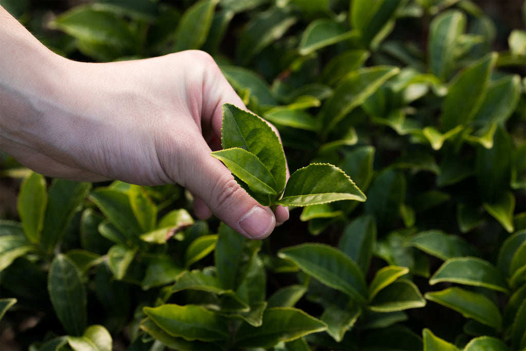 craftsman plucking a tea leaf in the field